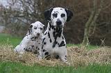 DALMATIEN 512